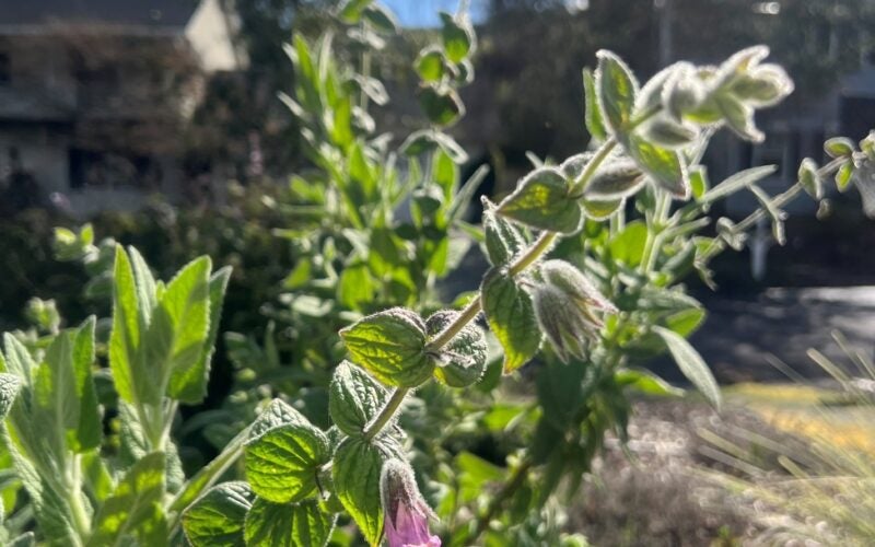 Fragrant pitcher sage