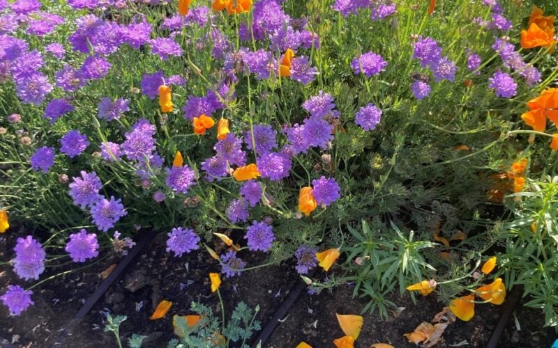 Bright orange poppies and purple flowers bloom