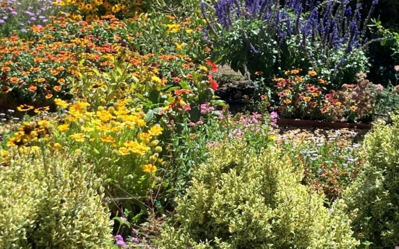 Various shrubs bloom different colors