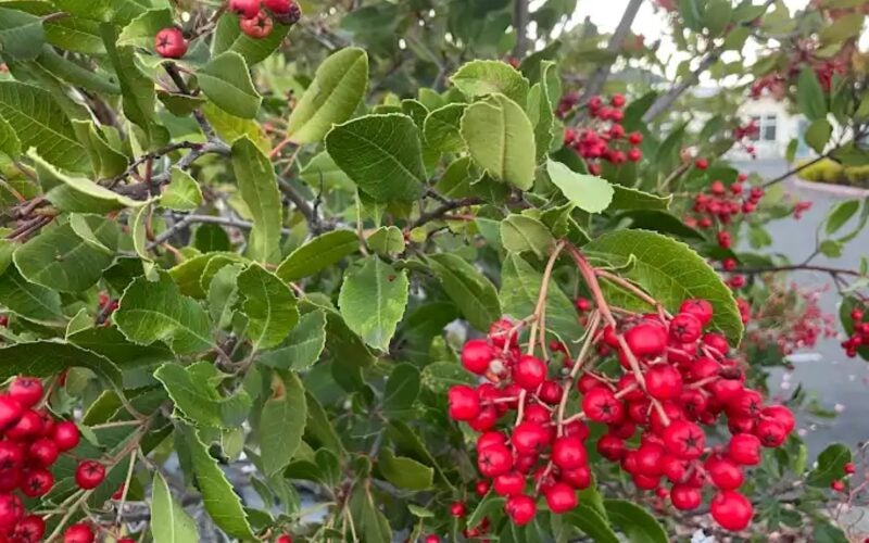 Red berries on a green shrub
