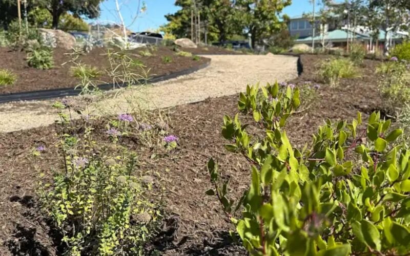 Young plants in the soil
