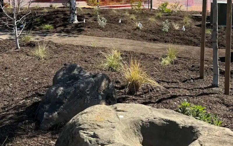 Young grasses planted in the soil