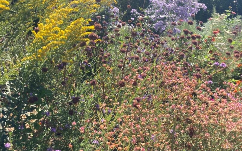 Pink, yellow, and purple blooms on shrubs