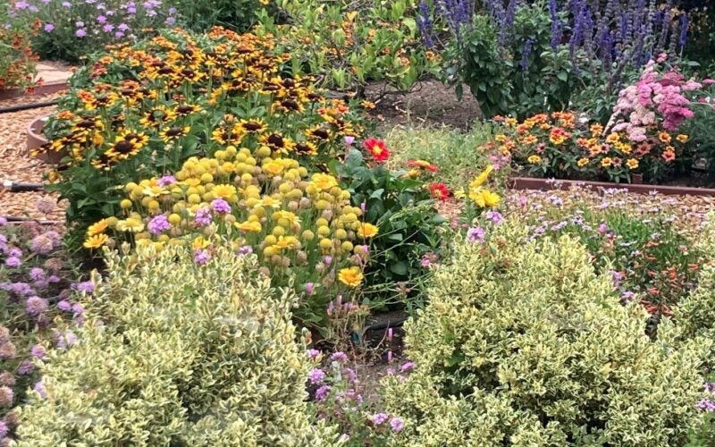 Various shrubs bloom different colors