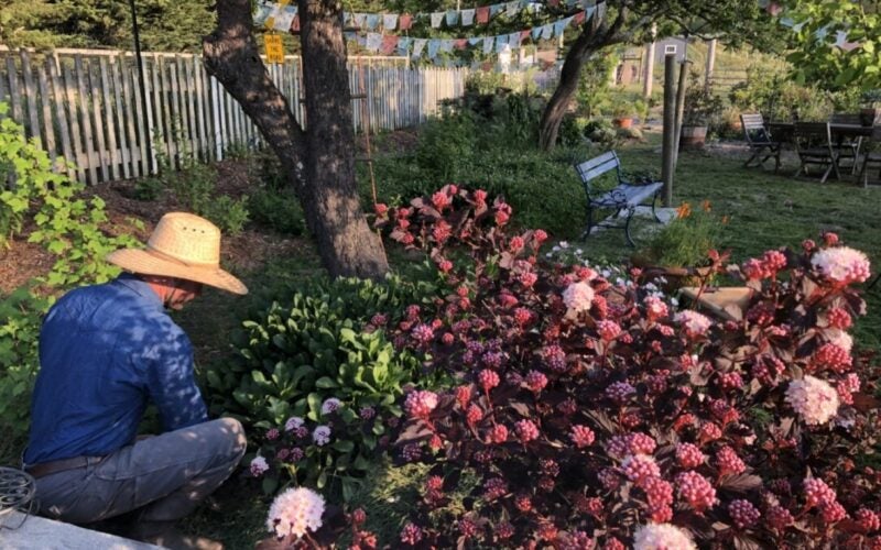 A man works in the garden beside a large, pink blossomed shrub
