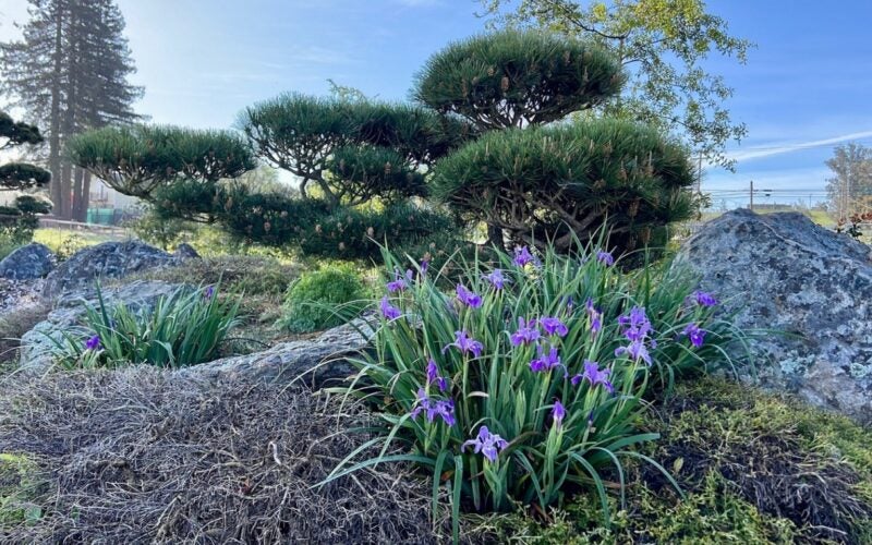 Douglas iris blooming