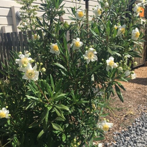 Carpenteria californica 'Elizabeth' shrub with yellow-centered white flowers