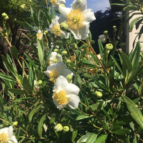 Close up of yellow-centered, white Carpenteria californica 'Elizabeth' flowers