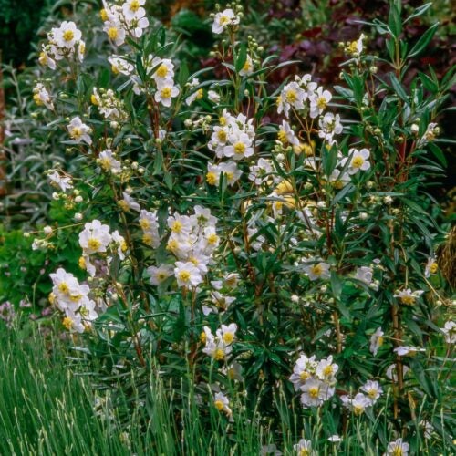 A bush with upright stalks, deep green leaves, and white blossoms with large yellow centers