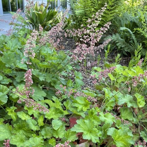 Pink and cream flower spikes rise above medium green foliage in a shade garden setting in front of a building