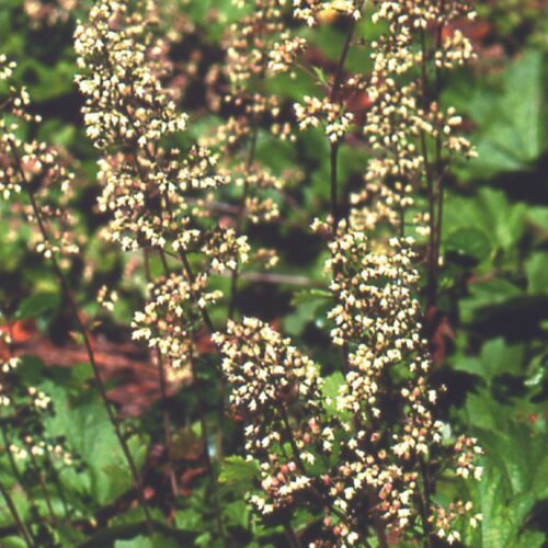 Heart shaped green leaves with whitish yellow, tiny flowers