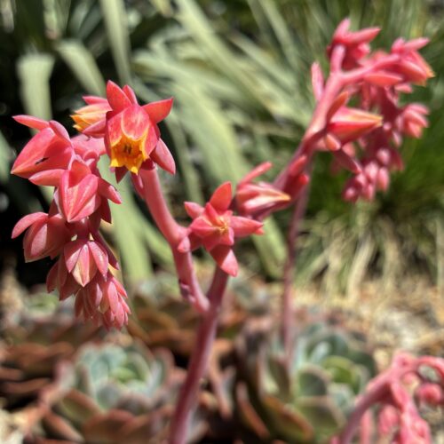 Pink star-shaped flowers with yellow centers bloom above succulent foliage