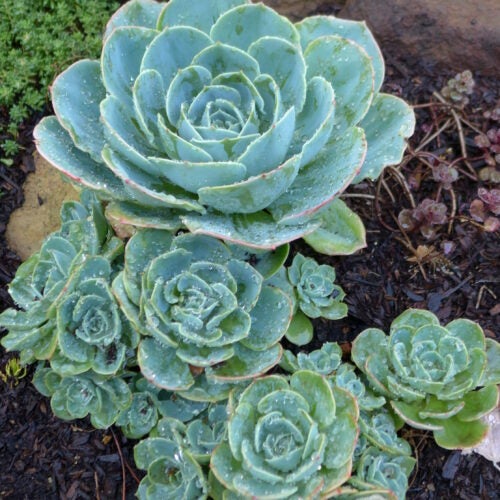 Blueish colored succulent rosettes in a garden setting