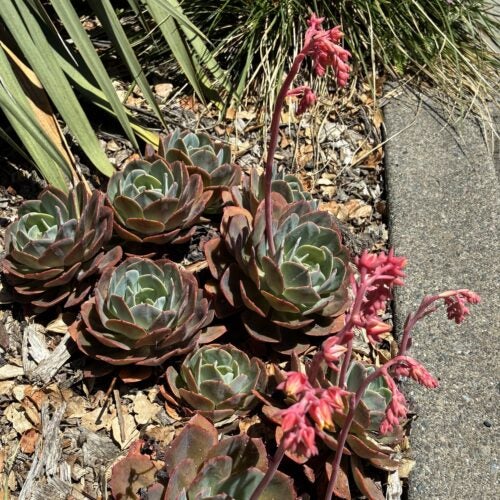 Blueish-grey succulent rosettes grow next to a street curb with pink flowers rising above them