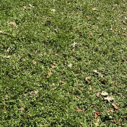 Low-growing, green groundcover plant