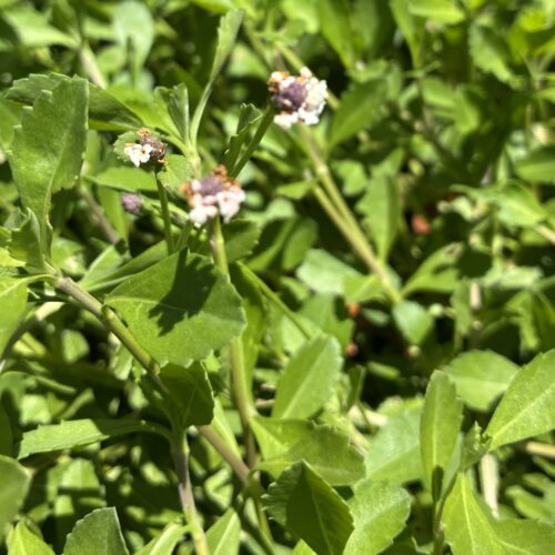 Small white and lavender flowers appear among dense green groundcover foliage