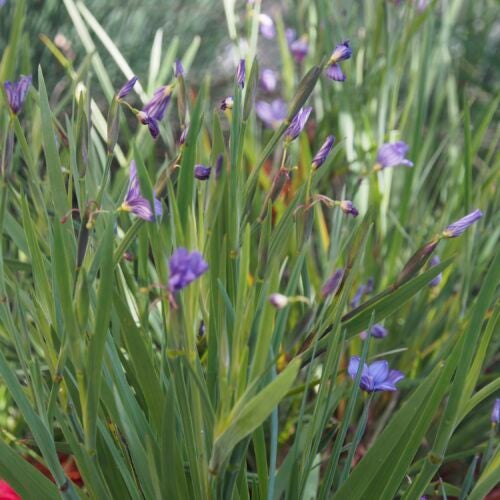 Grass-like stalks with purple flowers blooming at their tips