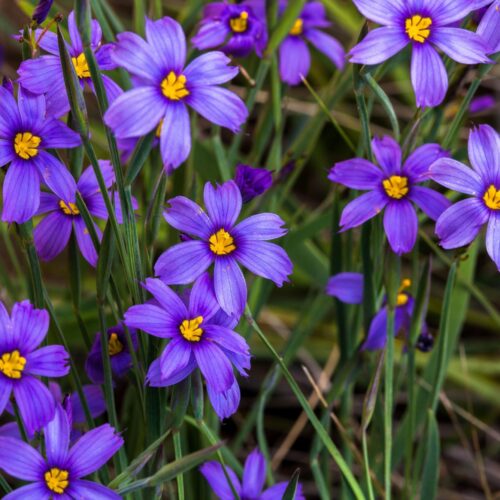 Purple flowers with yellow centers growing on grass-like stalks in nursery pots