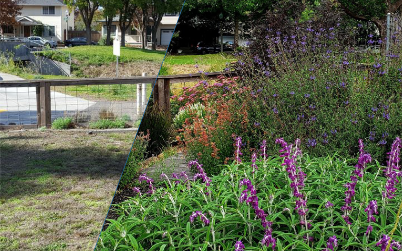 A dry lawn is juxtaposed with the vibrant drought tolerant landscape it was transformed into with purple, pink and orange flowers blooming in the converted landscape