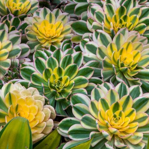 Variegated white, green and yellow succulent rosettes