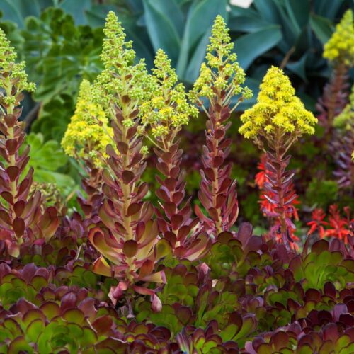Reddish green succulents with yellow flowers on stems rising above foliage