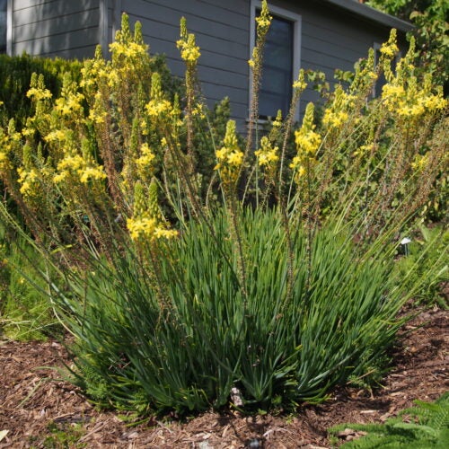 Succulent plant with narrow clustered foliage and yellow flowers rising above the plant