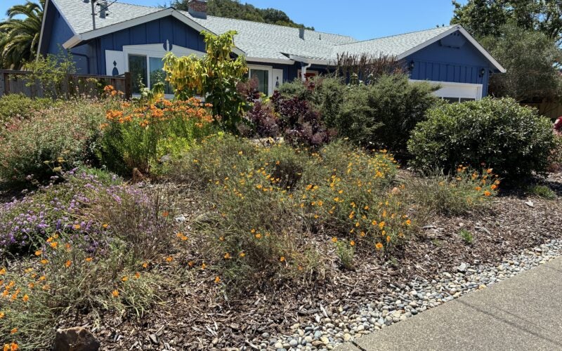 Front yard of home that has been painted blue, lawn has been transformed to low water plants with mulch and cobble borders. Orange and purple flowers are in bloom.