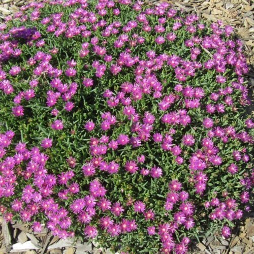 Low-growing succulent with bright purple flowers