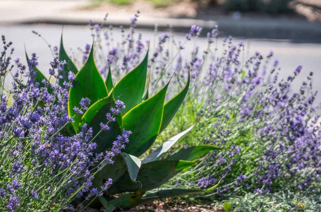 A large succulent flanked by lavender plants next to a residential street