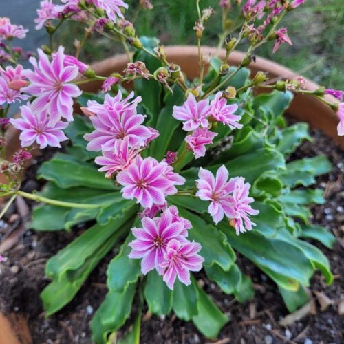 Pink flowers rise up from succulent foliage in a ceramic pot