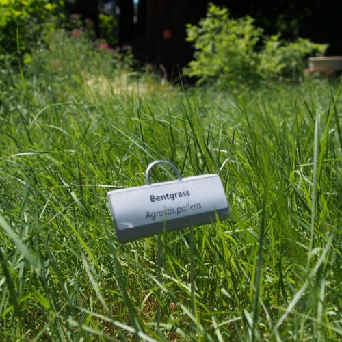 Agrostis pallens with plant label