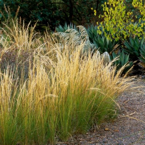 Dry cream-colored seedheads of Aristida purpurea